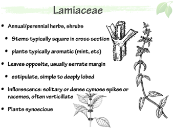 Lamiaceae3.png