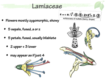 Lamiaceae4.png