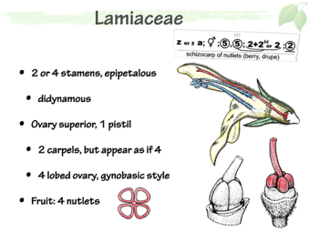 Lamiaceae5.png