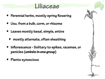 Lili02.png
