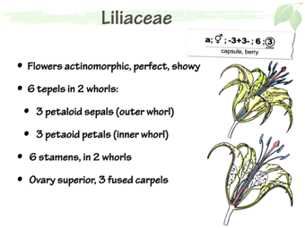 Lili03.png