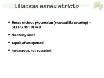 Lili06.png