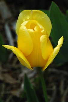 LILI_tulipa_laj3284_mod21.jpg