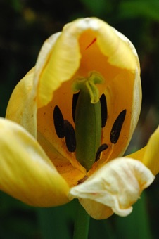 LILI_tulipa_laj3288_mod21.jpg