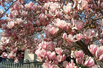 Magnolia - North Carolina