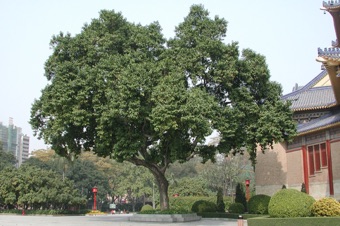 Michelia, a large magnoliid in China