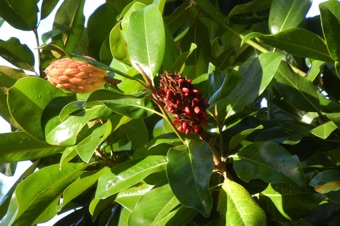 Magnolia grandiflora fruits (Disneyland)