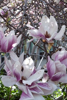 Magnolia soulangiana - blossums open before leaves in spring