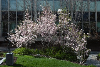 Magnolias on BYU campus in spring bloom.