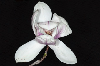 Magnolia soulangiana - perianth parts in 3's