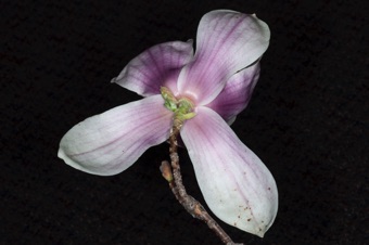 Magnolia soulangiana - perianth parts in 3's