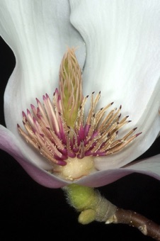 Magnolia soulangiana - many stamens and carpels spiraled around the enlongate receptacle.