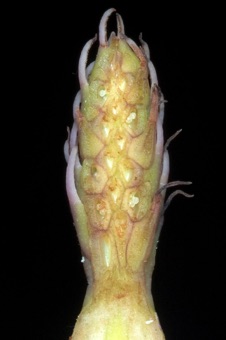 Magnolia soulangiana - the many carpels are free from each other, but fused to the receptacle forming an aggregate of follicles when mature
