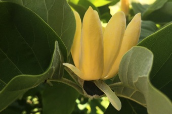 Magnolia from Nauvoo, Illinois