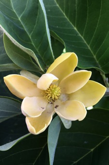 Magnolia from Nauvoo, Illinois