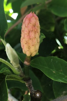 Magnolia aggregate fruit from Nauvoo, Illinois