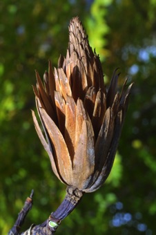 Liriodendron fruits are aggregates of samaras