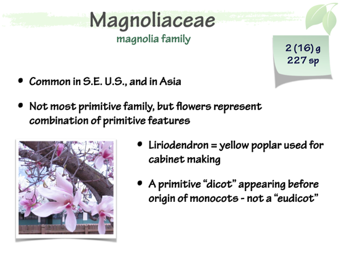 Magnoliaceae1.png