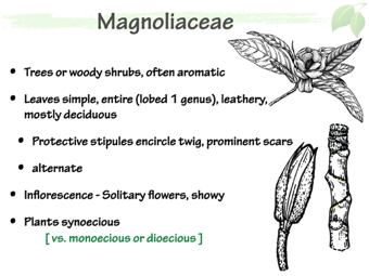 Magnoliaceae3.png