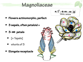 Magnoliaceae4.png