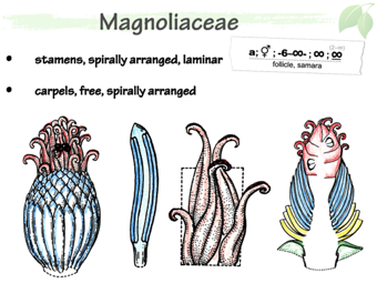 Magnoliaceae5.png