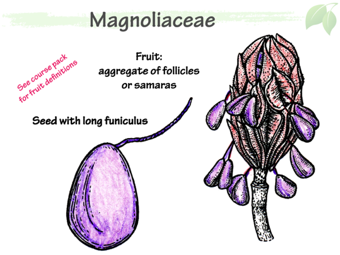 Magnoliaceae6.png