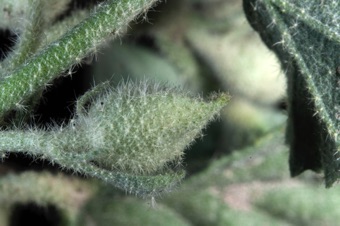 Malva leprosa - branched hairs