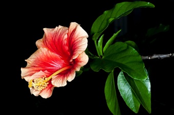 Tropical malvaceae with 5 capitate stigmatic lobes