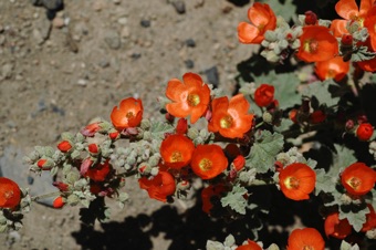 Sphaeralceae parviflora