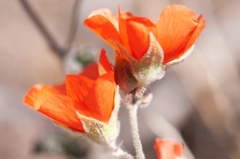 Sphaeralcea