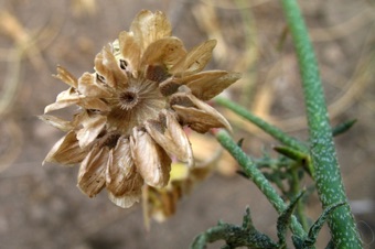 A Malvaceae from Argentia; these fruits open to release seeds = capsule, not a schizocarp