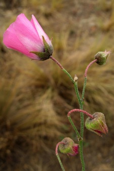 - Argentina; a good example of a raceme inflorescence