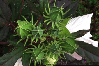 This malvaceae clearly have an epicalyx