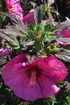 Malvaceae in Nauvoo, IL