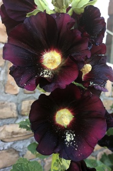 Cultivated hollyhocks showing protandry (pollen shed before stigmas elongate through staminal column)
