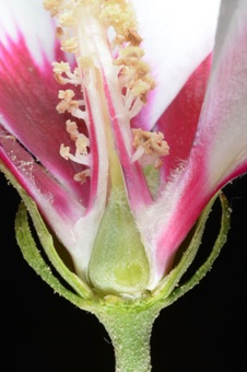 Hibiscus syriacus - from bottom, epicalyx (involucel), calyx, petals, monodelphous staminal column opened to reveal superior ovary