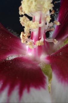 Hibiscus syriacus- look closely; technically the petals are free from each other, but fused to the monodelphous staminal column