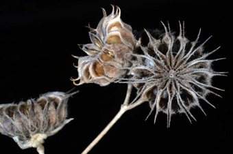 Arbutalon theophrasti - mature capsules; look close and you can see a seed inside chambers