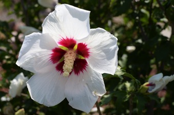 Hybiscus syriacus