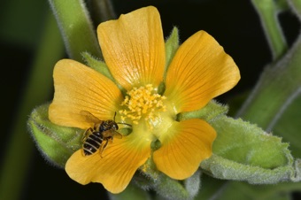 Arbutalon theophrasti - just opening flowers without view of stigmatic lobes