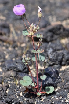 Eremalche rotundifolia - California