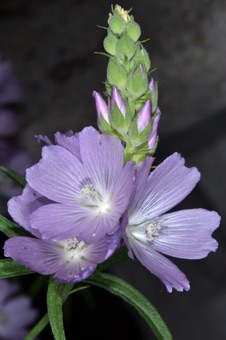 Sidalcea oregana