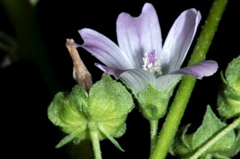 Malva neglecta - epicalyx