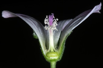 Malva neglecta - Monodelphous stamens and superior ovary (normally hidden by stamen column