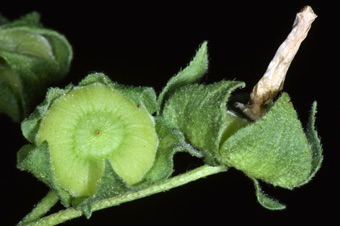 Malva neglecta - maturing ovary