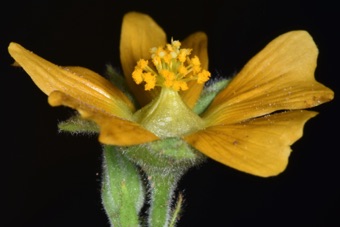 Arbutalon theophrasti - more mature flower with capitate stigmatic lobes among anthers; filaments fused into a tube with base expanded around ovary