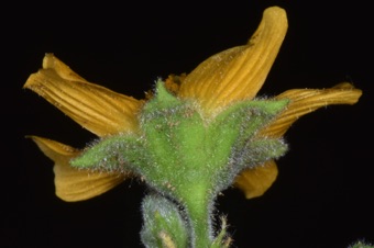 Arbutalon theophrasti - some Malvaceae, like this, lack an epicalyx (A Utah Flora used the term "involucel"