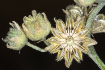 Sphaeralcea fruits (capsules)