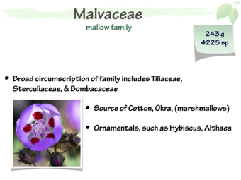 Malvaceae1.png
