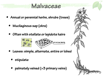 Malvaceae2.png